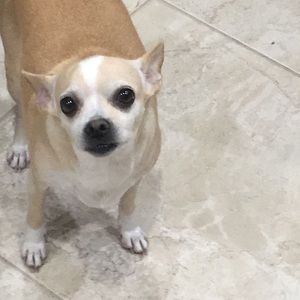 Meet your Posher, Adrian